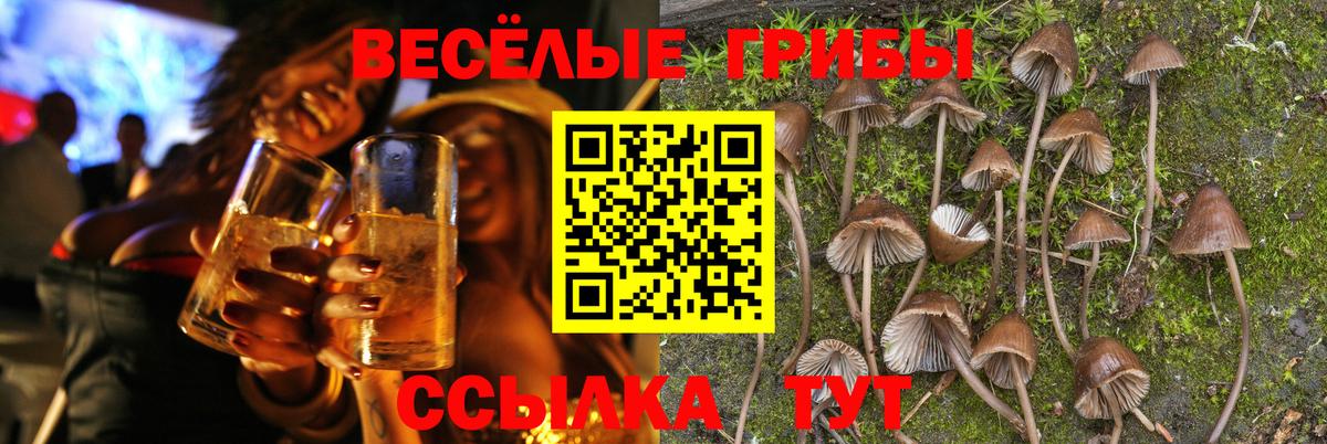 Псилоцибиновые грибы мицелий  Бахчисарай  Псилоцибиновые грибы Psilocybe 